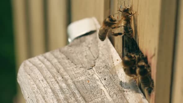 Bees take off for work from a beehive and come back with nectar