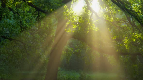 Magical Foggy Forest alt