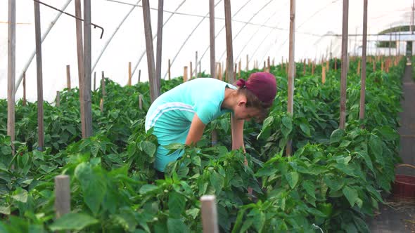 Woman Harvesting Bell Pepper at Greenhouse alt