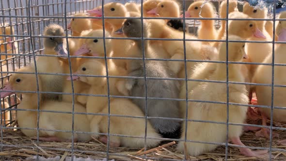 Breeding Goslings Crowd Gathered in Cage Ducklings for Sale at a Local Market