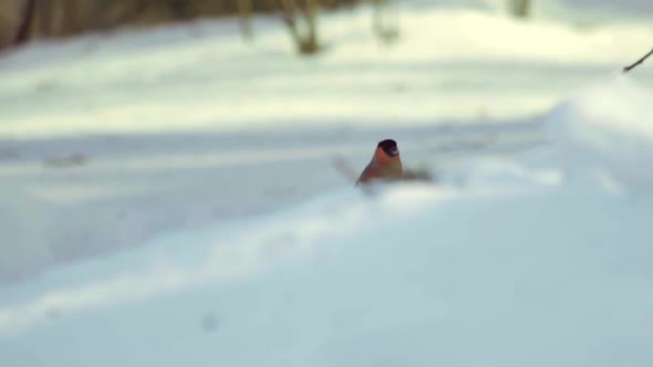 Bullfinch Eating Seeds alt