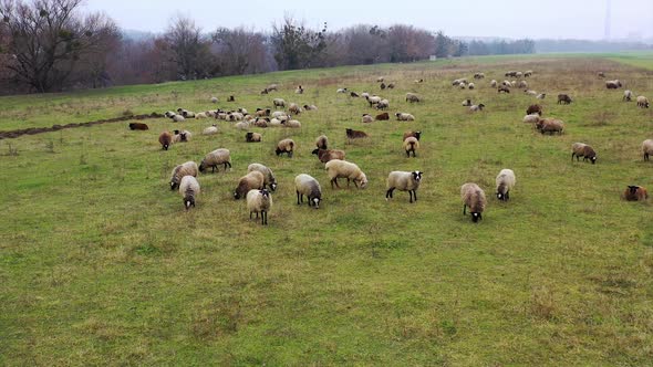 Herd of sheep outdoors. Sheep farming. Flock of sheep in a field alt