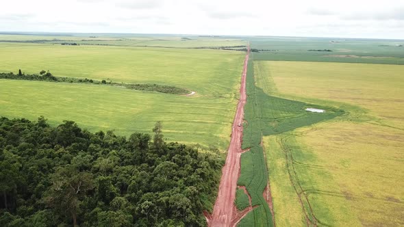 Dust Road split native Amazon forest from soybean field after deforestation. alt