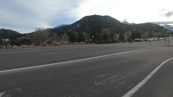 Large numbers of elk from a resident herd stand in the middle of the road in Estes Park Colorado. alt