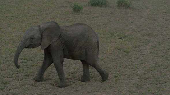 Elephant calf walking alt