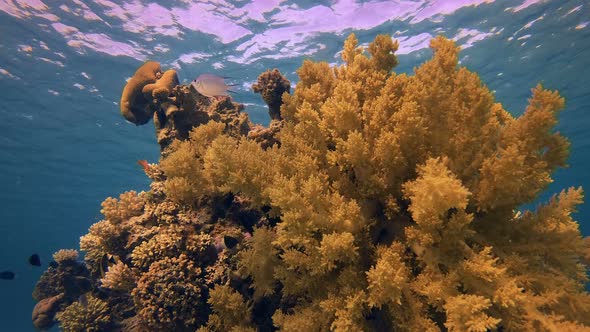 Underwater Beautiful Soft Coral alt