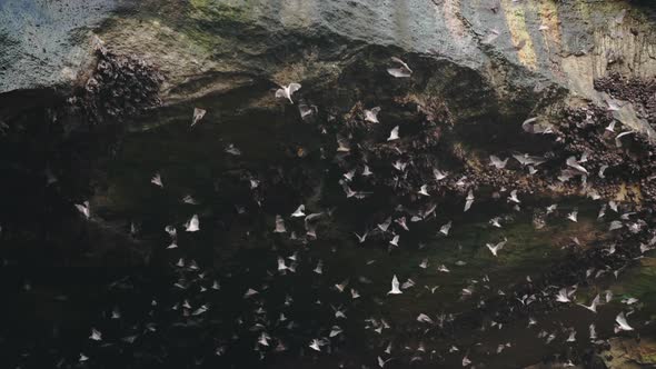 A Large Stone Cave From Which a Huge Flock of Bats Flies Out in the Daytime alt