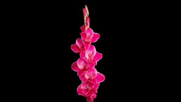 Time Lapse of Opening Pink Gladiolus Flower