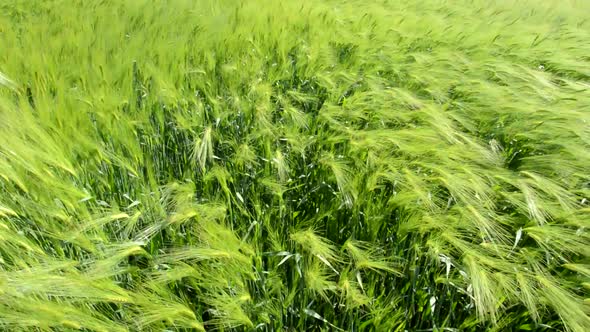 Young wheat ears and moves in the wind