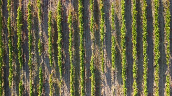 Aerial View of Vineyards Field Plantation on Sunset alt