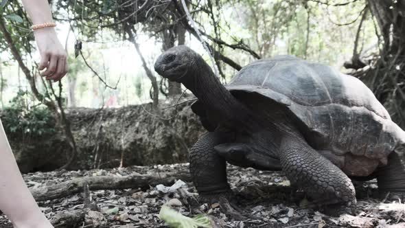 A Huge Aldabra Giant Tortoise Eats Food on a Prison Island in Zanzibar Africa alt