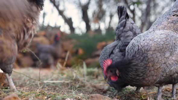 A Group of Free Range Hens Enjoying Eating Grain and Corn in the Farmyard Meadow alt