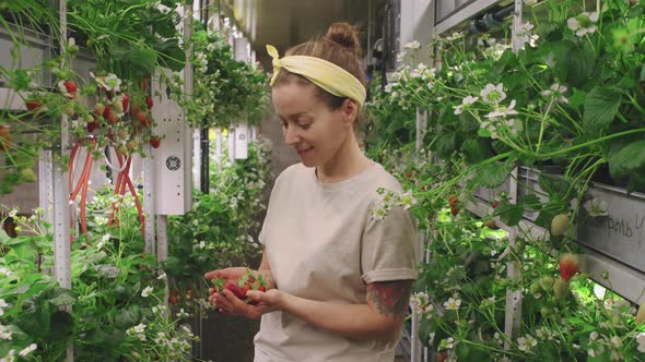 Woman With Strawberries In Greenhouse alt