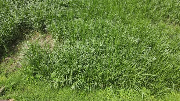 Top aerial view of tall grass field in Indonesia. alt