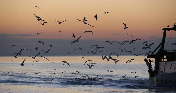 fishing boat coming back to the harbour at sunset, France alt