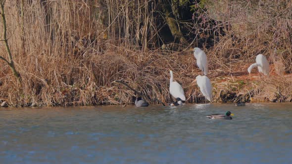 Group of herons shore of an island located in a small lake alt