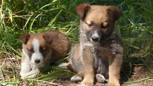 Two Homeless Puppy Sitting on the Ground