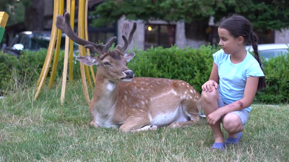 Little Girl Feeding and Stroking Fallow Deer