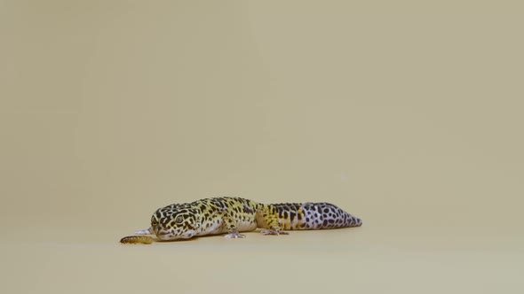 Leopard Gecko Standard Form Eublepharis Macularius on a Beige Background alt