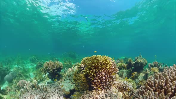 Coral Reef and Tropical Fish alt