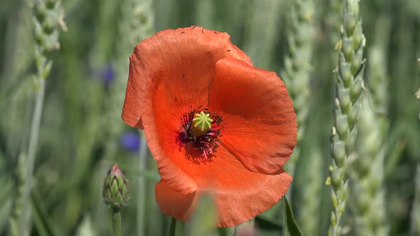 Cereals, Poppy Flower or Symbol of Remembrance of Soldiers