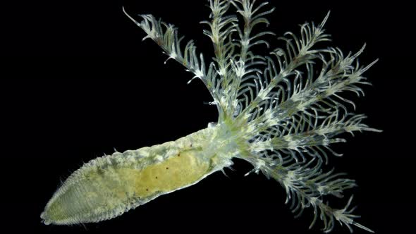 Polychaeta worm, family Sabellidae under a microscope alt