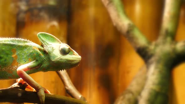 Yemeni chameleon wiggles his eyes in 4K.