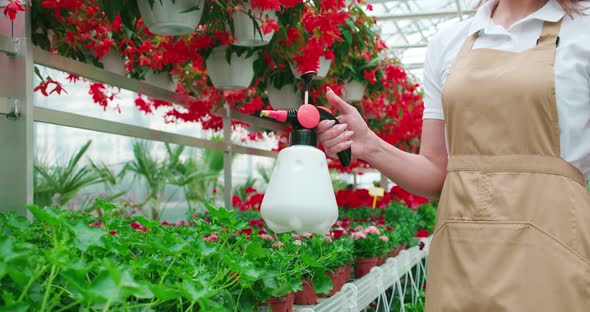 Close Up of Woman Watering Beautiful Flowers at Greenhouse alt