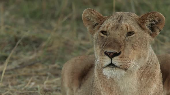 Lioness Looking Around