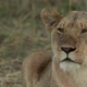 Lioness Looking Around - VideoHive Item for Sale
