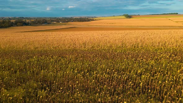 Aerial Footage Drone Flight Over Yellow Field of Corn in Ukraine Rural Agricultural Countryside alt