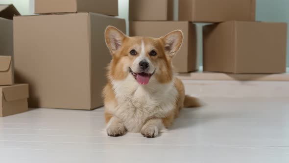 A Cute Dog Sitting Near the Big Boxes. A Quick Delivery. A Delivery of Orders From Online Shops alt