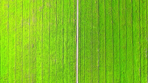 Drone flying over the beautiful rice field scenery. nature green pattern alt