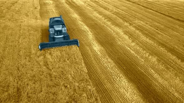 Modern Harvest Velhice Combine Tractor Harvester Harvests Crops in the Field, Aerial Fly Top Vew