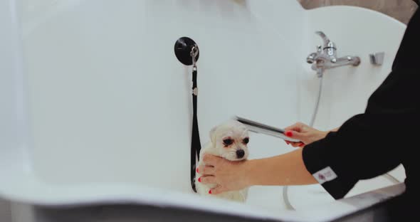 Washing the Dog in the Grooming Salon alt
