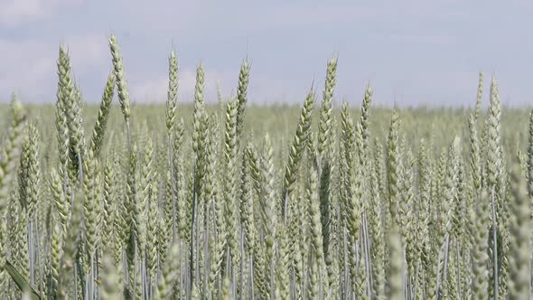 Field. The Green Spikelets Are Swaying in the Wind. alt
