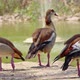 Wandering Whistling Ducks Resting Standing On Green Lake Shore 2 - VideoHive Item for Sale