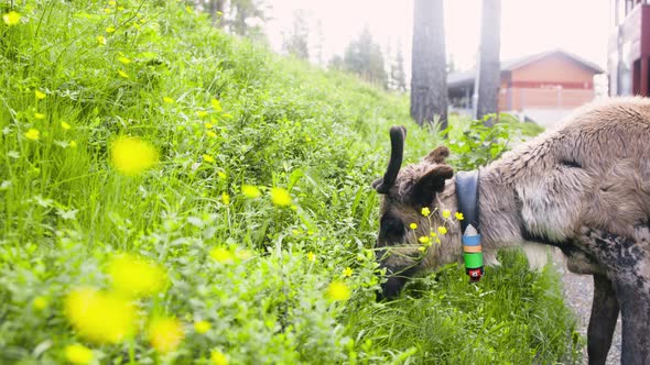 Side closeup of reindeer eating green grass from small hill in Lapland alt