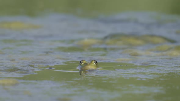 Frog in Swamp