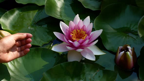 Beautiful flower in the pond pink white lotus in the water. Close-up woman hand is touching flowers