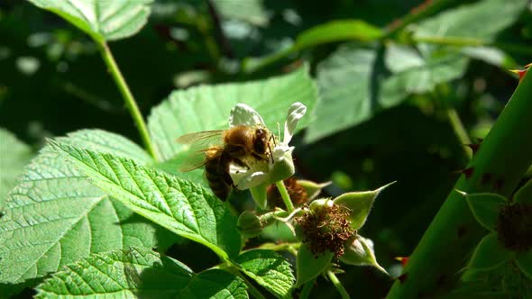 Bee Pollinates Flowers Raspberries