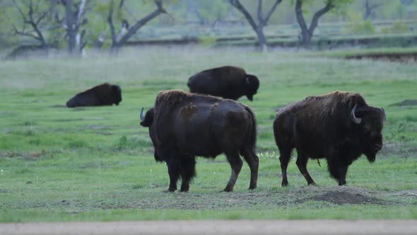 Two American Bison - Badlands National Park alt