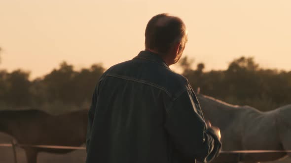 Senior Farmer Admiring Horses in Paddock alt