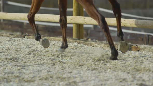 Legs of horses running alt