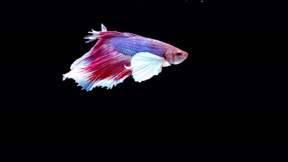Siamese fighting fish (Betta splendens) alt