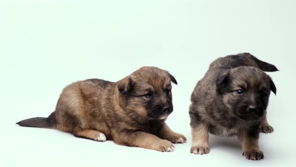 Two Small Pups Carefully Sniff Everything and Study It Against a White Background alt