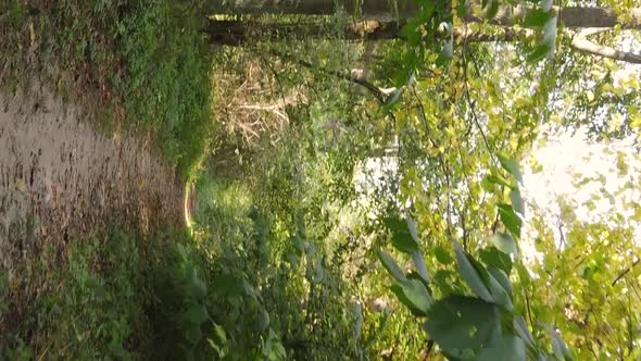 Vertical Video Aerial View of Trees in the Forest on an Autumn Day in Ukraine Slow Motion alt