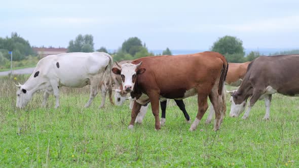 A Red Young Bull Saw the Farmer and Went to Him