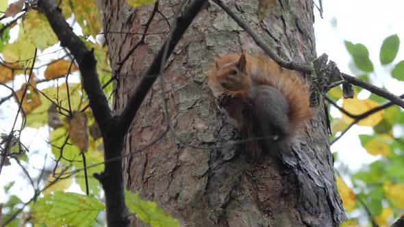 Squirrel  sits on a pine tree branch in the autumn forest.
