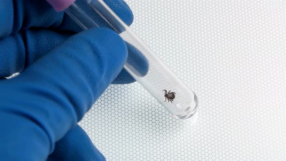  Lab Technician Holds a Test Tube with a Captured Mites of the Genus Dermacentor, for Analysis alt